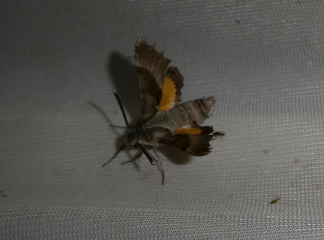 Proserpinus proserpina - törpeszender