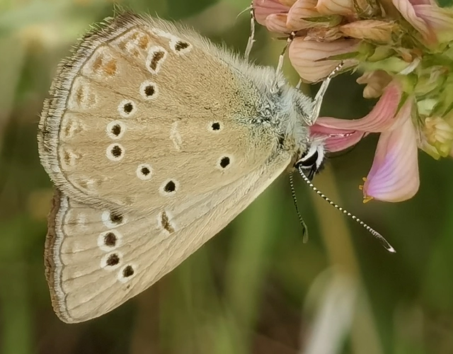 Polyommatus admetus - bundás boglárka