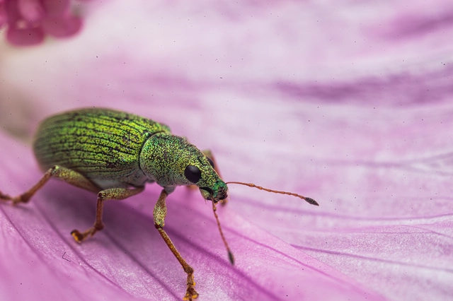 Polydrusus formosus - selymes lombormányos