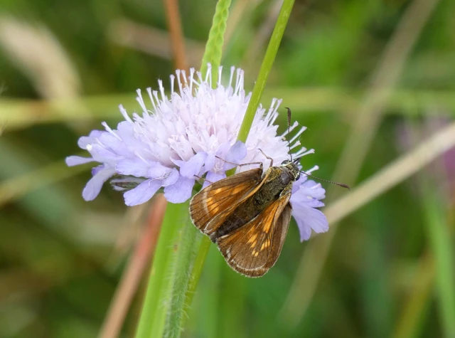 Ochlodes sylvanus - erdei busalepke