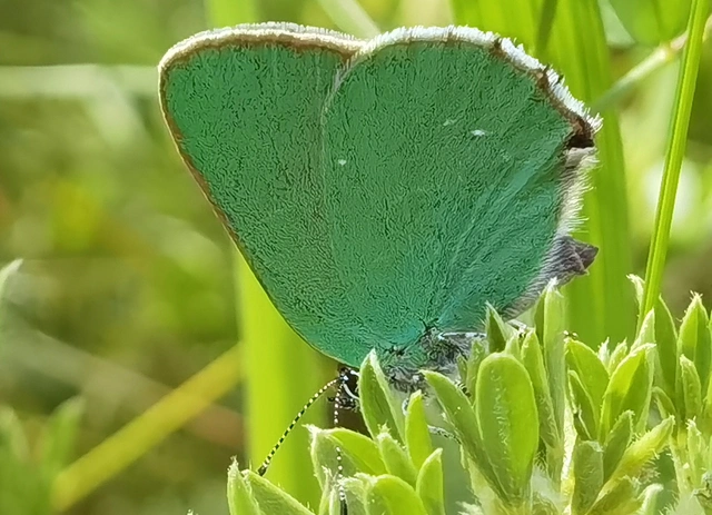 Callophrys rubi - zöldfonákú lepke