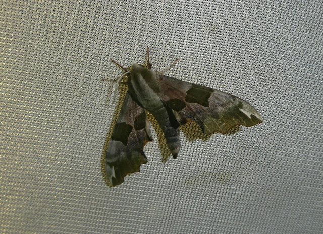 Mimas tiliae - hársfaszender