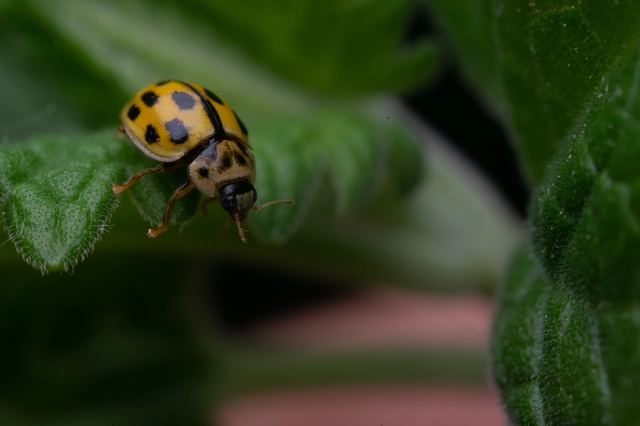 Propylea quatuordecimpunctata - tizennégypettyes füsskata
