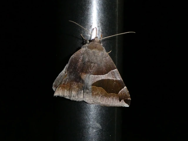 Dysgonia algira - déli porcelánbagoly