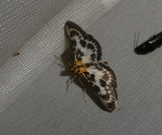 Anania hortulata - tarka csalánmoly