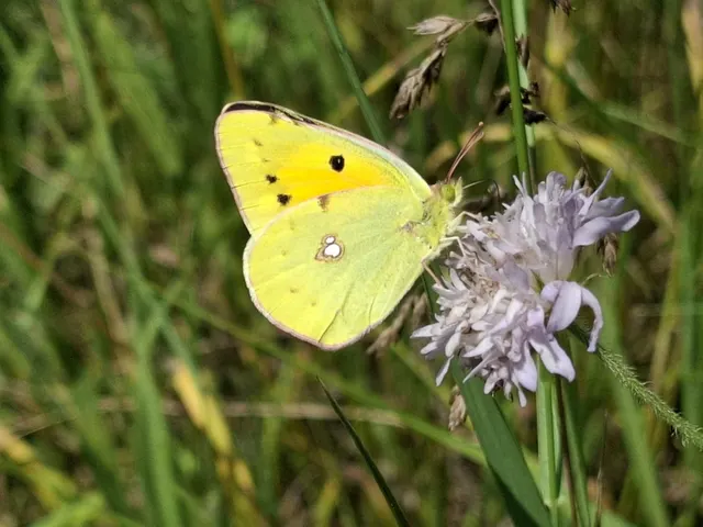 Colias croceus - sáfránylepke