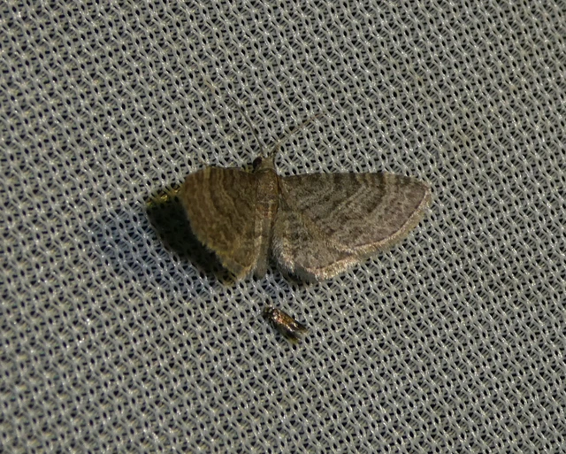 Eupithecia haworthiata - rozsdástestű törpearaszoló