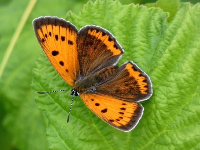Lycaena dispar rutilus - nagy tűzlepke