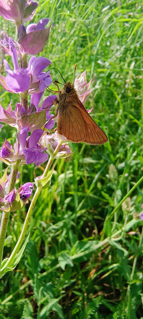 Ochlodes sylvanus - erdei busalepke