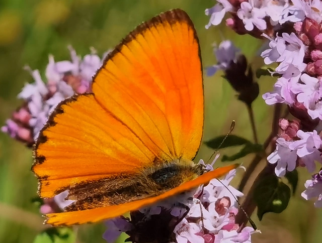 Lycaena virgaureae - arany-tűzlepke