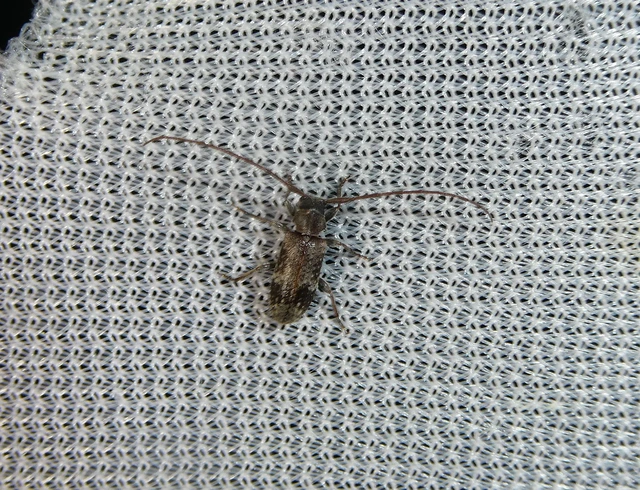 Exocentrus adspersus - tölgyfa-rőzsecincér