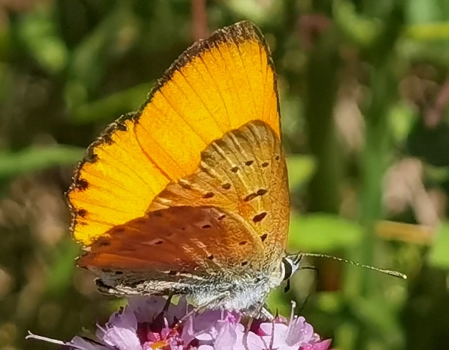 Lycaena virgaureae - arany-tűzlepke