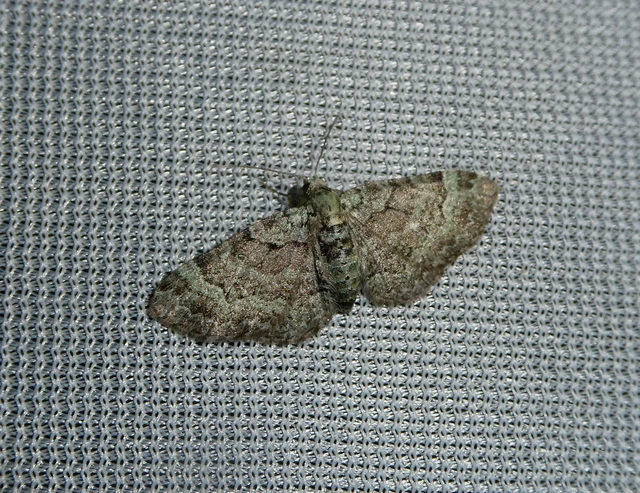 Pasiphila rectangulata - almavirág-araszoló