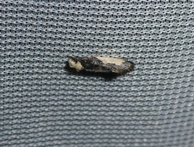 Monopis monachella - apácamoly