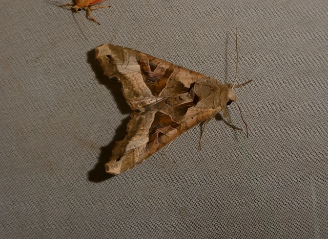 Phlogophora meticulosa - vándorló csipkésbagoly