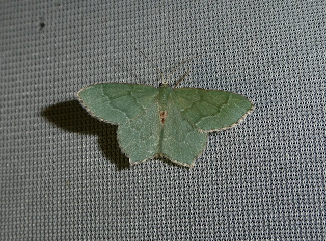 Hemithea aestivaria - nyír-zöldaraszoló