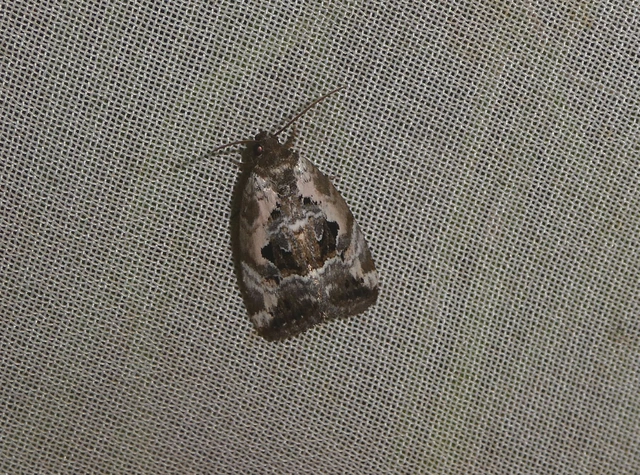 Hapalotis venustula - rózsaszínű mázasbagoly