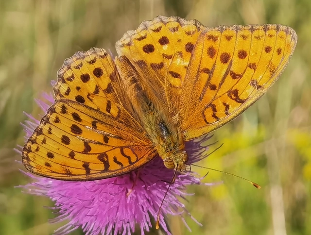 Argynnis aglaja - kerekfoltú gyöngyházlepke Argynnis aglaja - kerekfoltú gyöngyházlepke