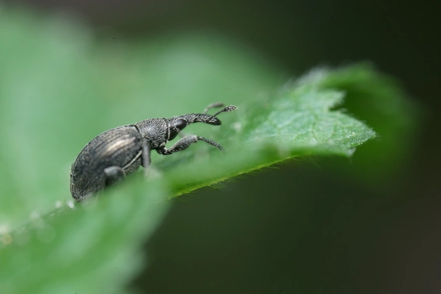Apioninae