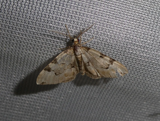 Colostygia pectinataria - zöld levélaraszoló