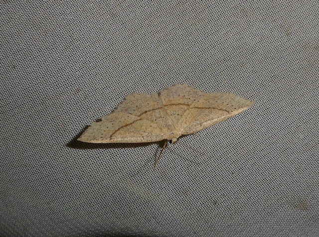 Cyclophora punctaria - sávos pettyesaraszoló