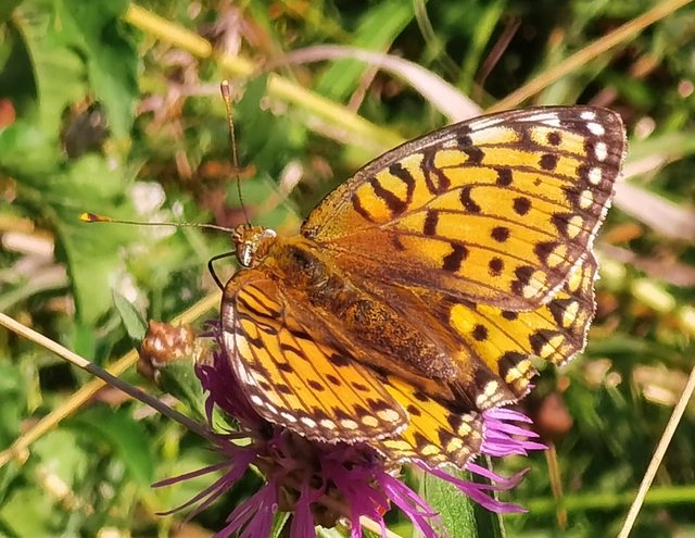 Argynnis aglaja - kerekfoltú gyöngyházlepke Argynnis aglaja - kerekfoltú gyöngyházlepke