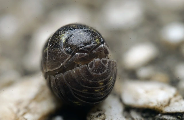 Isopoda - Ászkarákok