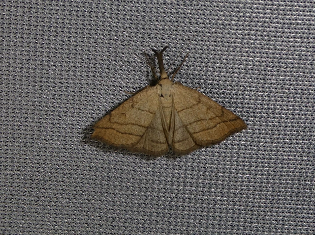 Polypogon tentacularia - sötétaljú karcsúbagoly