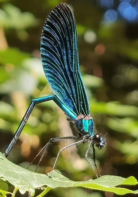 Calopteryx virgo - kisasszony-szitakötő