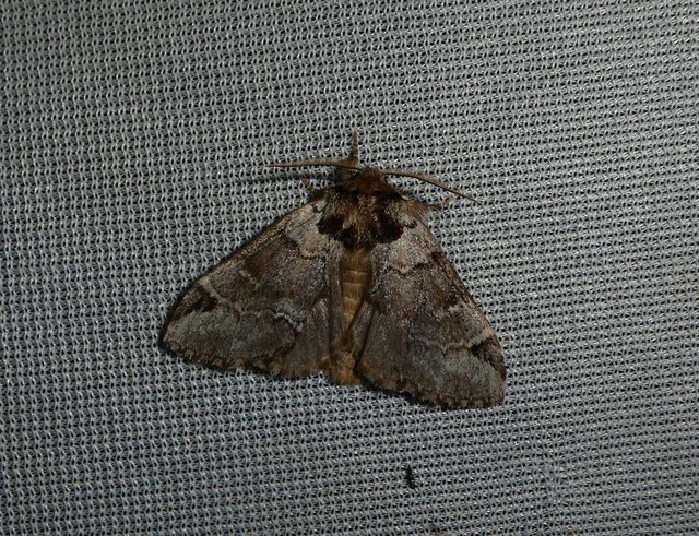 Drymonia obliterata - feketefoltos púposszövő
