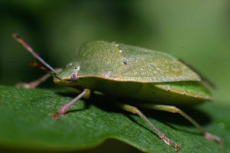 Nezara viridula - zöld vándorpoloska