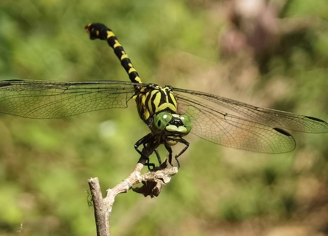 Onychogomphus forcipatus - gyűrűs folyami-szitakötő Onychogomphus forcipatus - gyűrűs folyami-szitakötő