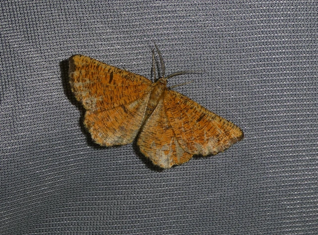Angerona prunaria - sárga kökényaraszoló