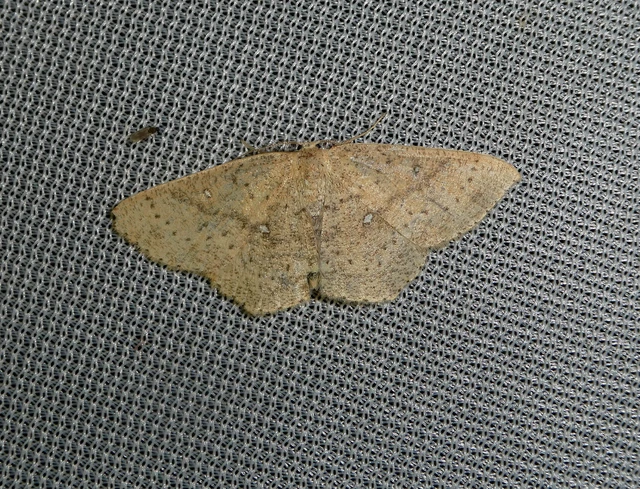 Cyclophora porata - körös pettyesaraszoló