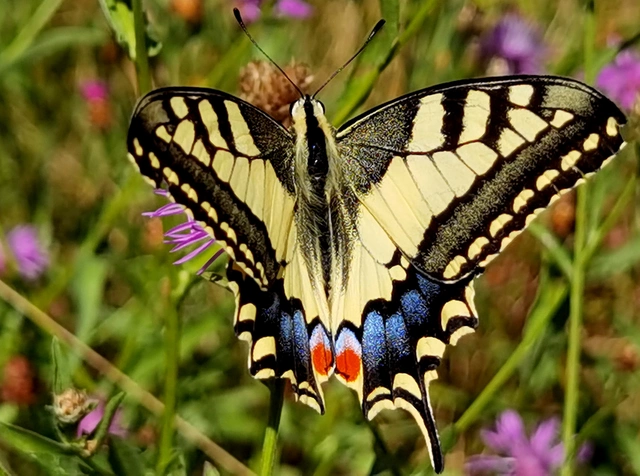Papilio machaon - fecskefarkú lepke