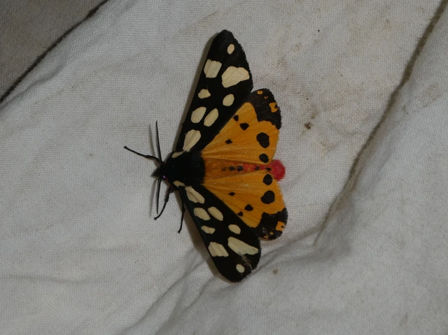 Arctia villica - fekete medvelepke