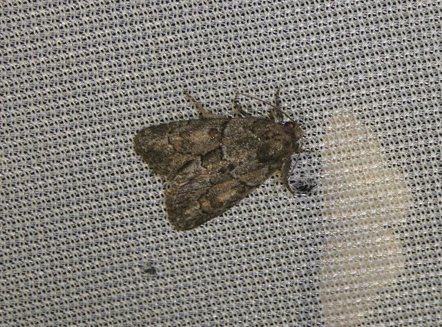 Cryphia fraudatricula - homoki zuzmóbagoly