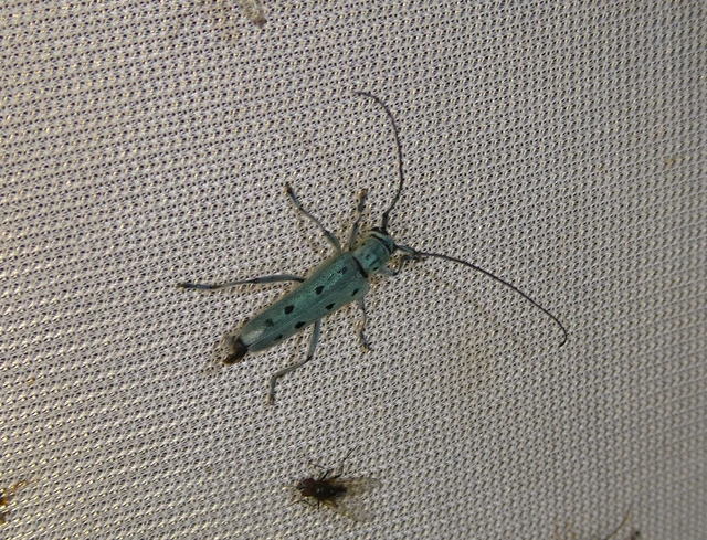 Saperda octopunctata - nyolcpontos cincér