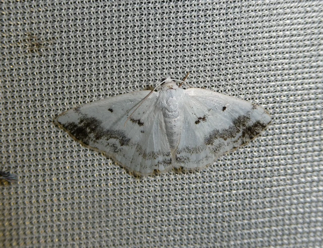 Lomographa temerata - foltos fehéraraszoló