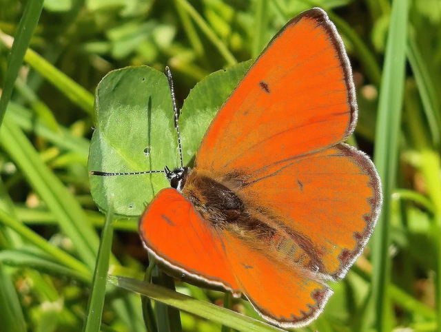 Lycaena dispar rutilus - nagy tűzlepke