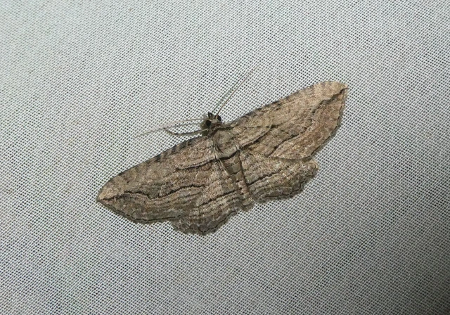 Horisme corticata - barna iszalagaraszoló