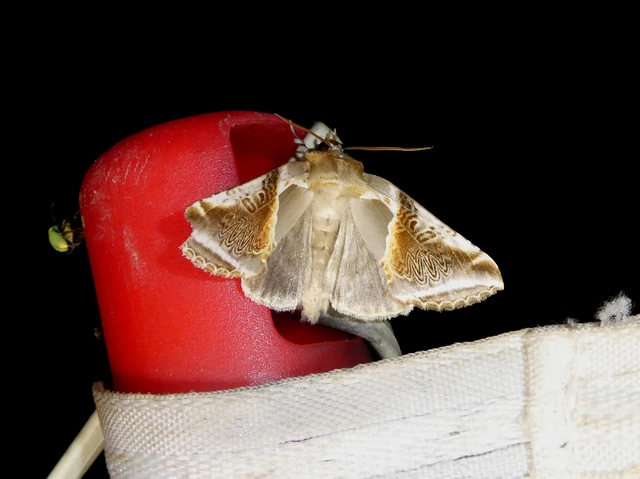 Habrosyne pyritoides - fehérsávos pihésszövő