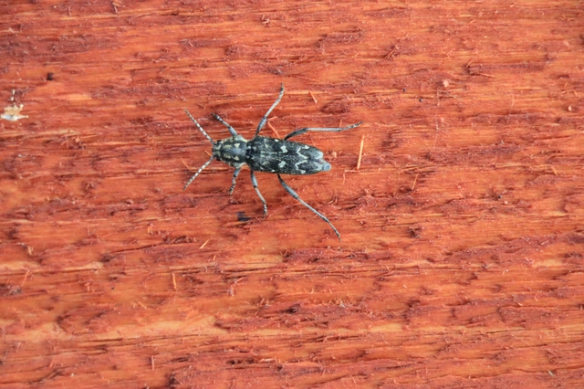 Xylotrechus rusticus - egérszínű darázscincér