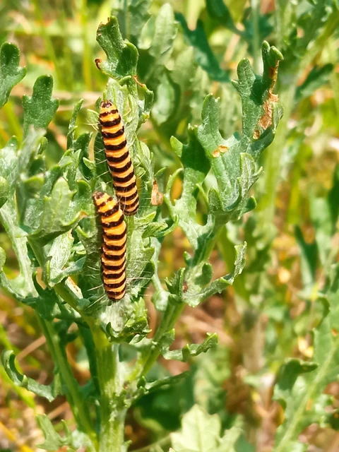 Tyria jacobaeae - jakabfű-medvelepke
