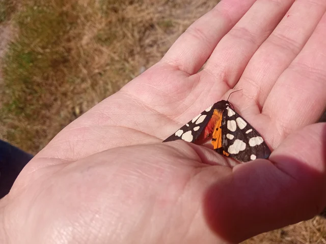 Arctia villica - fekete medvelepke