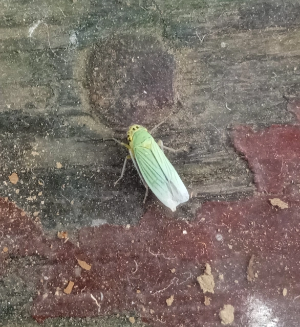 Cicadella viridis - méregzöld kabóca