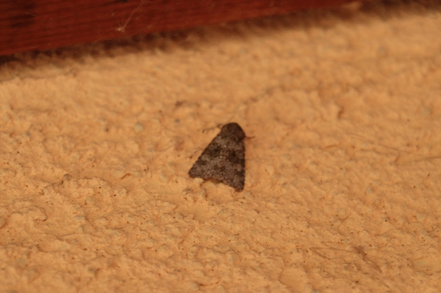 Hecatera dysodea - parajbagoly