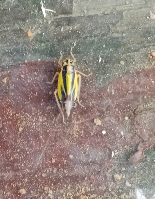 Evacanthus interruptus