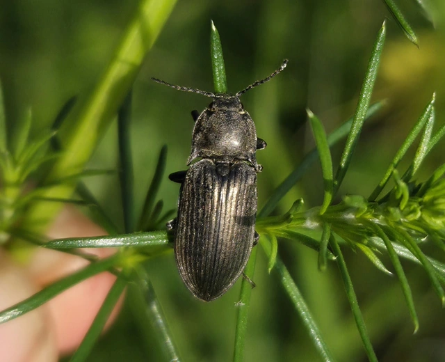 Selatosomus latus - széles pattanó