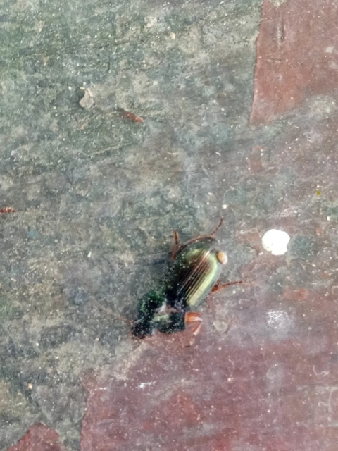 Harpalus affinis - szőrösszárnyú lomhafutó
